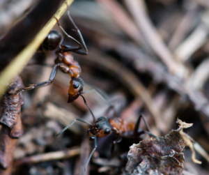 Ant colonies are now studied as a model for social entrepreneurs focused on reducing internal system tensions.